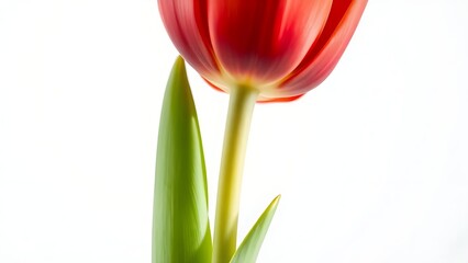 Naklejka premium phototropism. A red tulip demonstrating growth toward light, captured in a botanical close-up with directional lighting. gardening catalogs. 