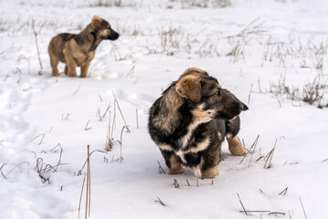 Two cute stray mongrel puppies standing outdoors in the snow on a cold winter day. The puppy in the...