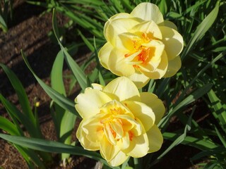 Two yellow full daffodils in a flower bed