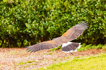 Obraz premium Parabuteo unicinctus, harris hawk, in flight on a sunny summer day