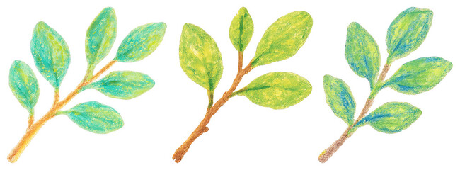 Obraz premium PNG Colorful watercolor botanical illustration on transparent background