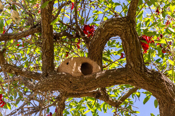 Hornero arriba de un arbol de ceibo flor tipica de argentina