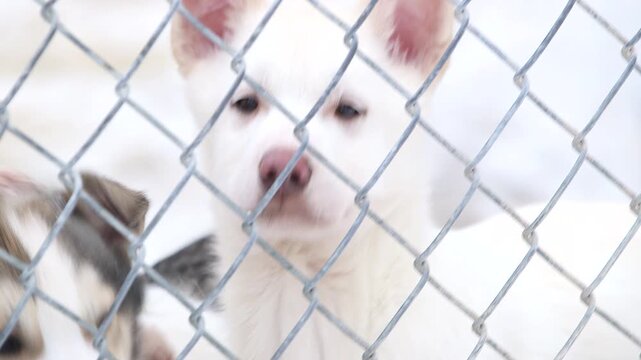 white puppy dog in the snow