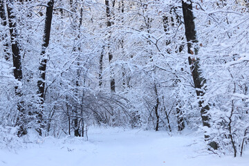 Landscape of a snowy forest. Trees and bushes covered with a thick layer of white snow. Winter day in the forest. Landscape of nature in a snowy forest. Beautiful snowy landscape, winter white forest