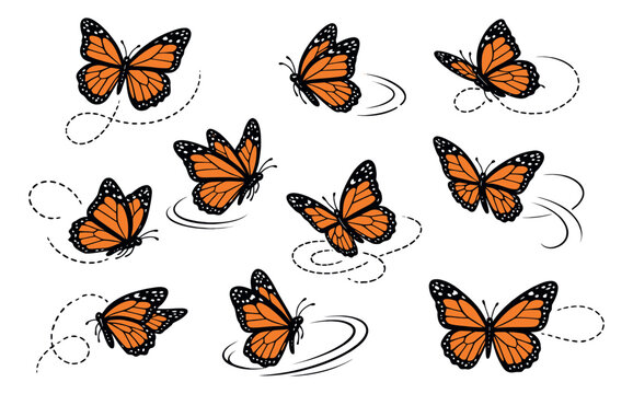 Graphic monarch butterfly set featuring orange and black flying insects with dotted flight trails for nature and design projects