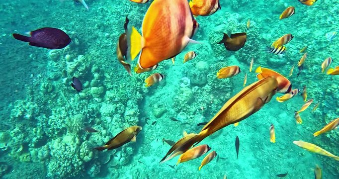 Colorful tropical reef fish swim above a coral reef in clear turquoise water. Vibrant underwater wildlife captured in cinematic slow motion, perfect for nature content.
