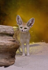 Fennec fox
