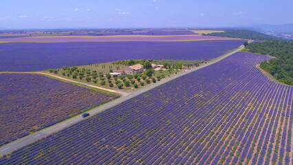 Fototapeta premium AERIAL: Cars drive past a farm house on edge of lavender fields in France.