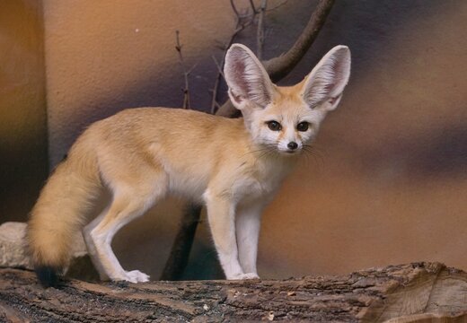 Fennec fox