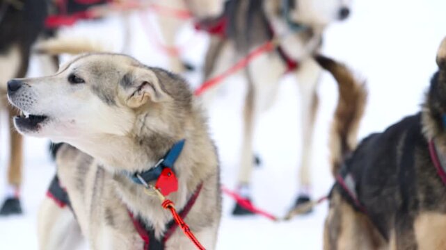 Dog team ready to run in the snow