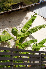 Banana Plant Against Old Stone Wall in Mountain Village.