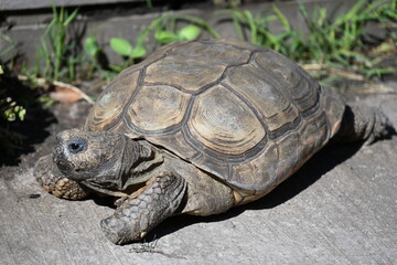 Obraz premium A snail sits on a turtle's back,