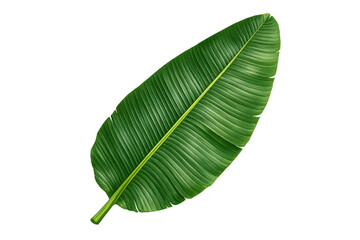 Obraz premium Banana leaf showing tropical plant foliage and exotic jungle nature, vibrant green botanical element with transparent background