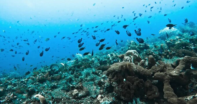 Slow motion underwater shot of a vibrant tropical coral reef with diverse marine life. Small fish swim above corals and sponges in clear blue water, natural seascape.