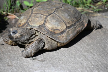Obraz premium A snail sits on a turtle's back,