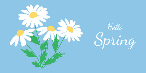 Hello, spring banner! Spring illustration with hand-drawn daisies on a blue background. Vector.