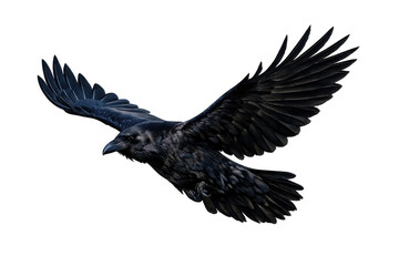 Obraz premium Black raven bird with spread wings flying, symbolizing freedom, mystery, and wisdom, transparent background