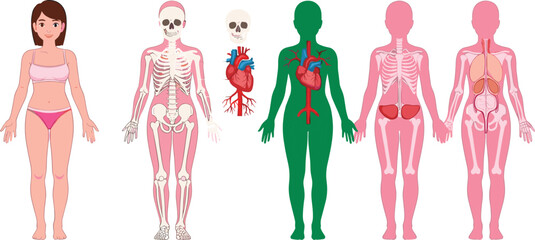 Human Body Anatomy Systems Illustration Showing Skeleton Organs Heart And Internal Structure Medical Vector Set