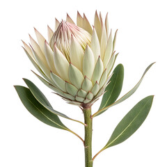 Eucalyptus Flower Bud Isolated on Transparent Background, Minimal Botanical PNG