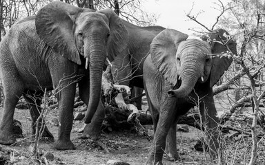 Elephant family in wooded area © Collin