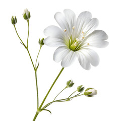 Baby&rsquo;s Breath Gypsophila Flower Isolated on Transparent Background