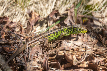 Fototapeta premium Male sand lizard moving on dry leaves at Ermelosche heide in Ermelo, the Netherlands during a sunny day