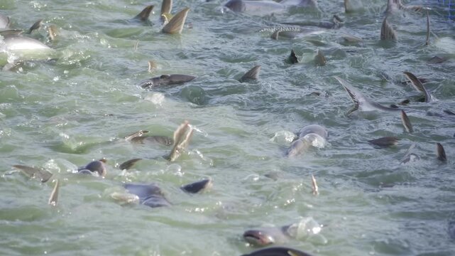 Thrashing in the Wild - Indian Fishing in the Waves
