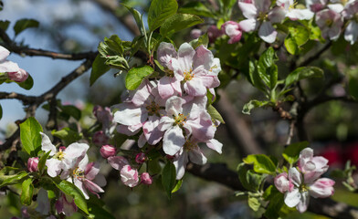 Delicate pink and white apple blossoms bloom on sunlit branches against soft spring sky background.