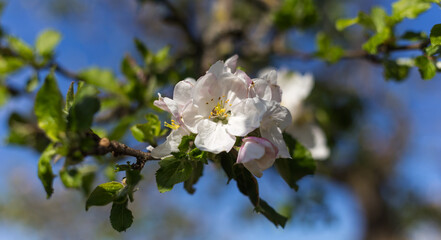 Delicate pink and white apple blossoms bloom on sunlit branches against soft spring sky background.