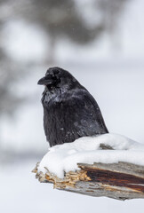 Obraz premium Raven in Wyoming in Winter