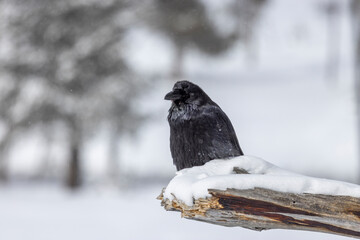 Obraz premium Raven in Wyoming in Winter
