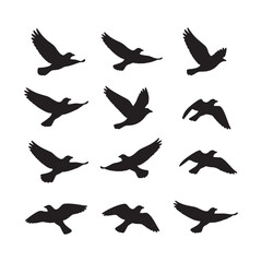 Obraz premium Black Bird Silhouettes in Flight Sequence
