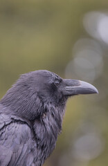 Obraz premium Raven in Autumn in Wyoming