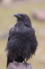 Obraz premium Raven in Autumn in Wyoming