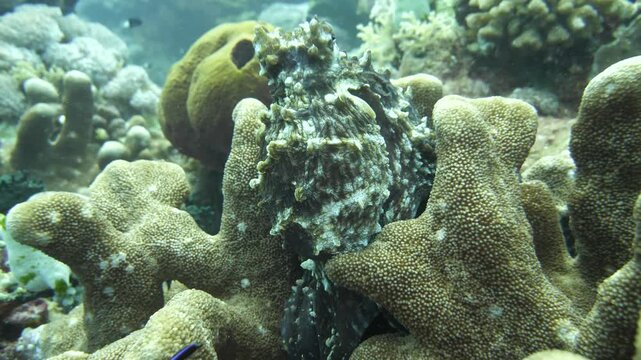 An octopus moves cautiously between coral formations at 8th Wonder, Manuk, Maluku, Indonesia.