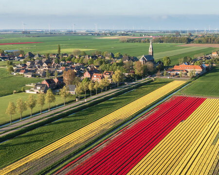Aerial view of vibrant red and yellow tulip fields contrasting with the quaint village and church spire under a soft sky, De Weere, Noord-Holland, Netherlands.