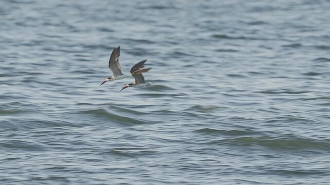 Black Skimmer (Rynchops niger) fishing inthe Cuiaba River in the  in chile