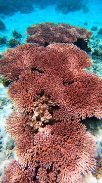 Underwater Coral Reefs Showcase The Beauty Of The Ocean's Ecosystem, Full View