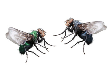 Two flies facing each other in flight. Green bottle fly and Blue bottle fly isolated on white background