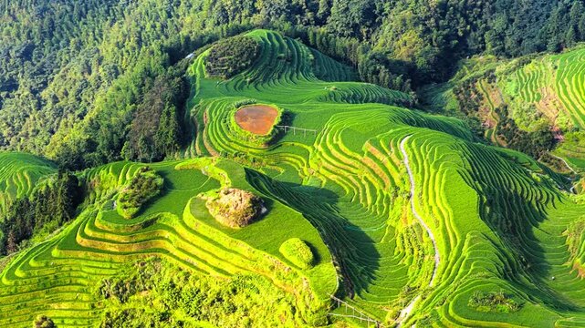 Stunning aerial view of vibrant green rice terraces on a mountain slope in Longji, China during a sunny day.