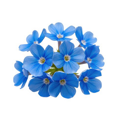 A cluster of delicate blue forget me not flowers isolated on a transparent background isolated on transparent background