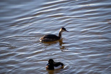 A Great Crested Grebe on the waterlands at the Attenborough Nature Reserve in Nottingham, UK.
