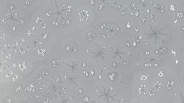 Mesmerizing dendritic growth of silver nitrate crystals forming intricate branching patterns in solution, captured microscopically during precipitation and crystallization process