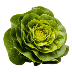 Obraz premium Fresh green lettuce head isolated on white