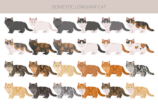 Domestic longhair Cat clipart. All coat colors set. Vector illustration