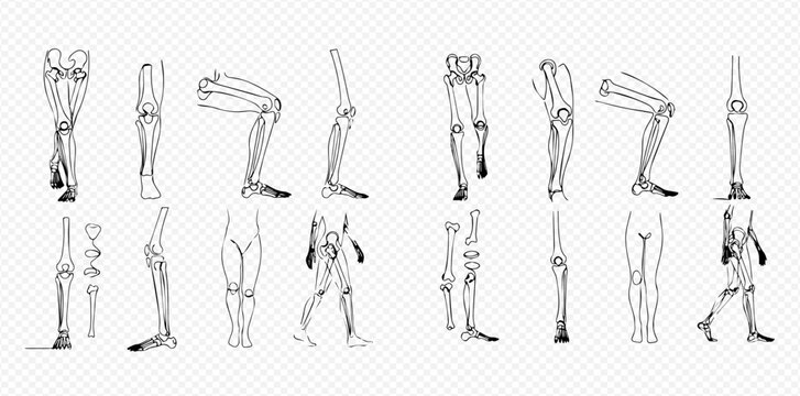 Human leg bones and joints anatomy vector illustration set.