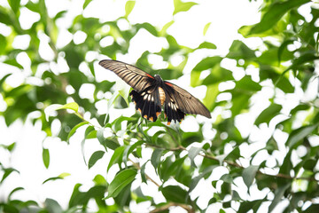 Fototapeta premium Red-bodied swallowtail sitting on the flower bud. Papilio lowi black and white wings.