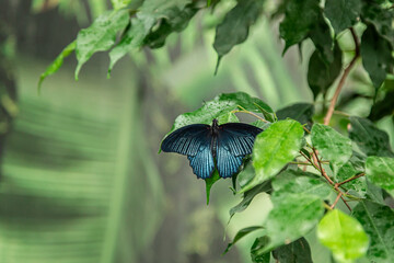 Stunning blue swallowtail butterfly on a leaf, perfect for butterfly watching hobby and natural sciences study. © Viktoriia