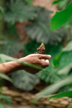 Brown butterfly in man hand.  Mental restoration concept. Common morpho butterfly .  Digital detox. 
