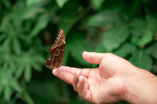 Big common morpho butterfly on the hand in jungle. Tropical entomology expedition.